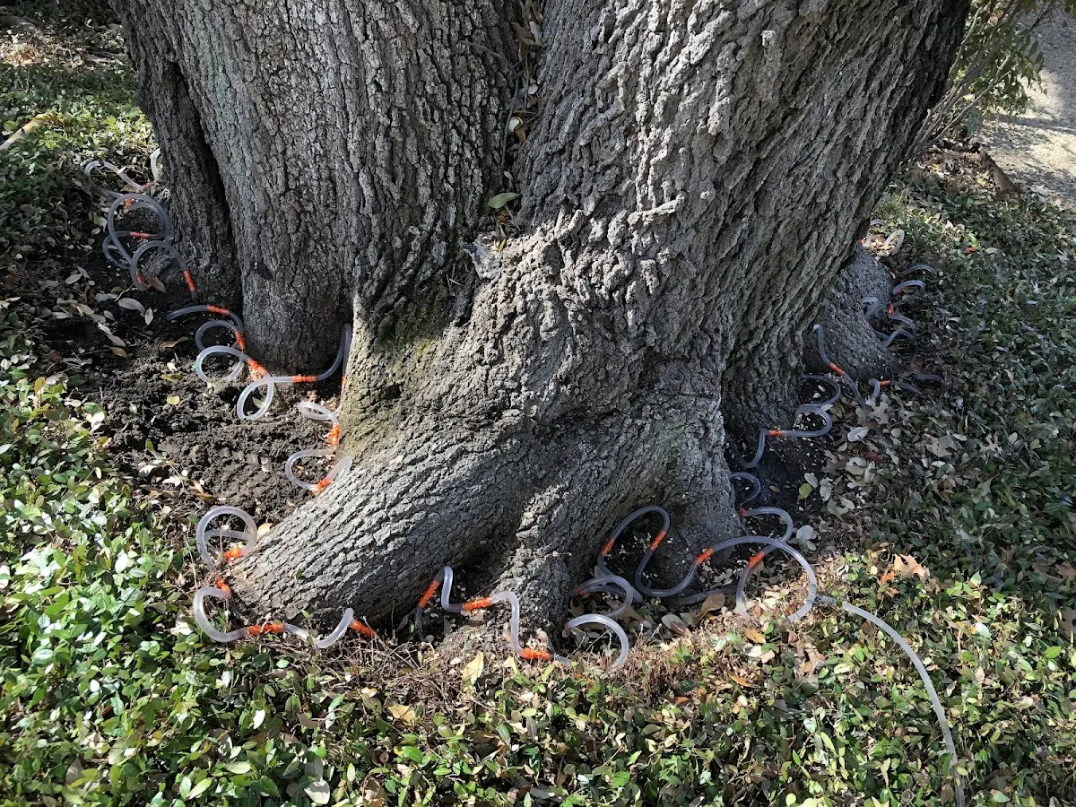 Detailed Tree Cabling and Bracing job site in Hickory Corners