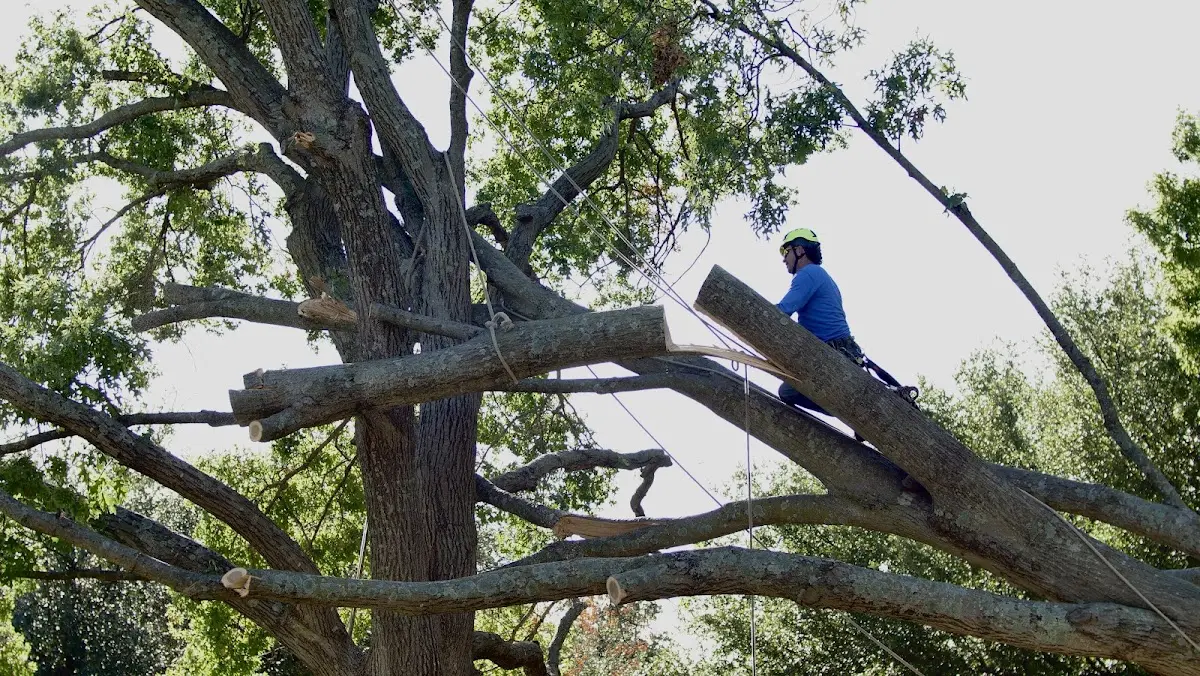 Professional Crown Thinning performed by certified arborists in Hickory Corners