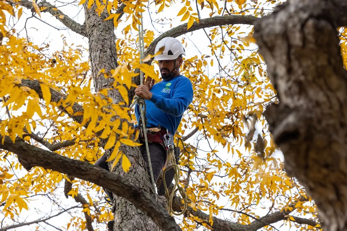 Skilled Tree Pruning crew working in Hickory Corners