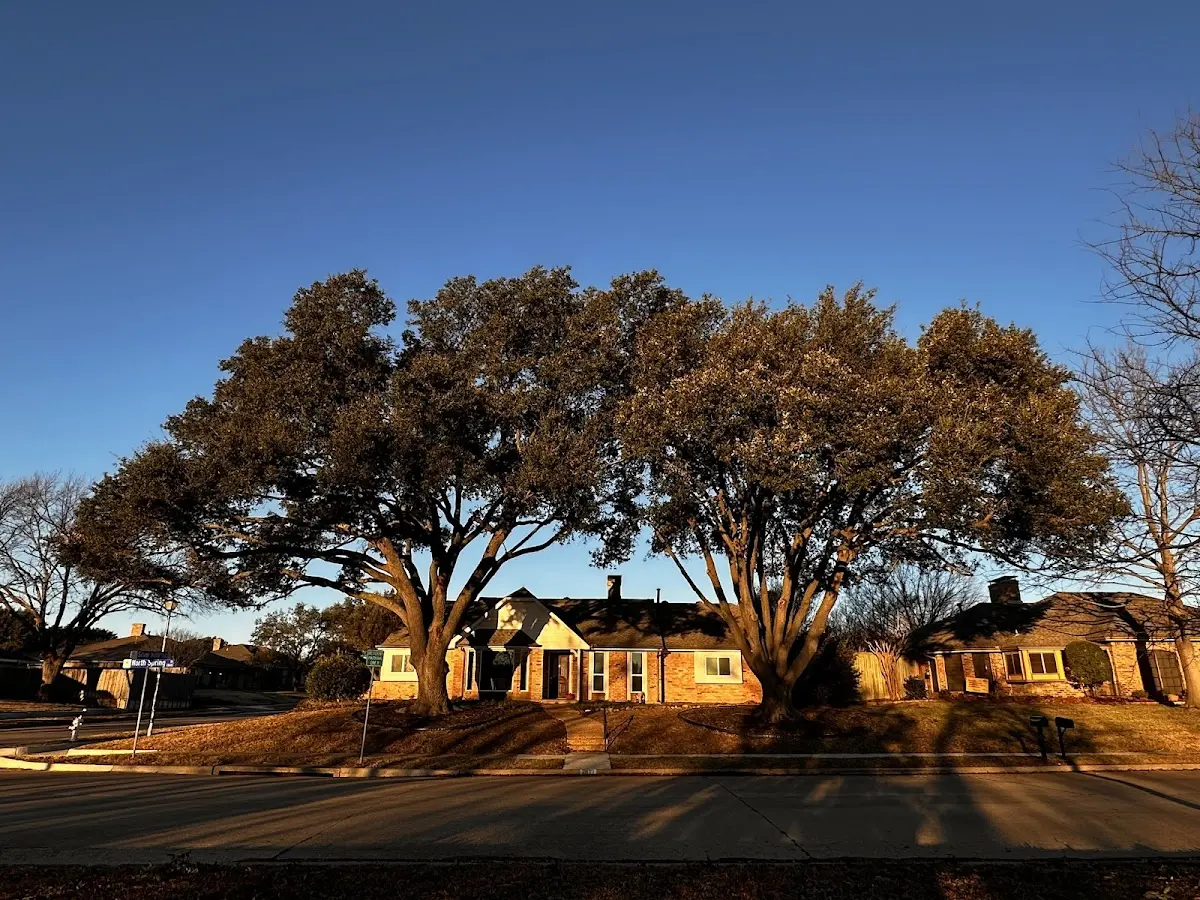 Established residential canopy tree shading a home in Hickory Corners